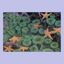 N.A., USA, Washington, Olympic National Park, 2 posters
