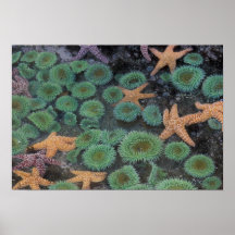 N.A., USA, Washington, Olympic National Park, 2 Print