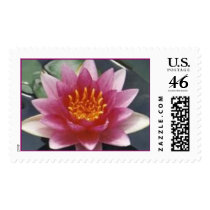 N. Splendia postage