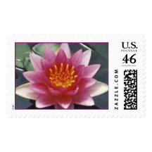 N. Splendia Postage