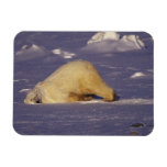 NA, Canada, Manitoba, Churchill, Polar bear Rectangle Magnet
