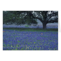 NA, Texas, Devine, Oak and blue bonnets Greeting Card