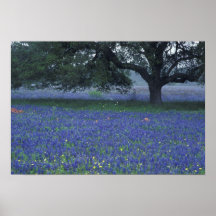 NA, Texas, Devine, Oak and blue bonnets Print
