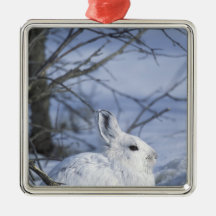 NA, USA, Alaska. Arctic National Wildlife Christmas Ornaments