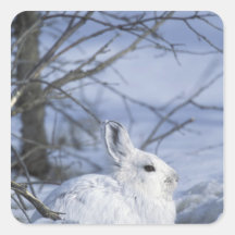 NA, USA, Alaska. Arctic National Wildlife Square Sticker