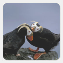 NA, USA, Alaska, Bering Sea, Pribilofs. Tufted Sticker