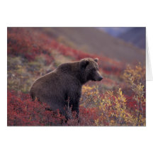 NA, USA, Alaska, Denali NP. A female grizzly Cards