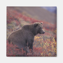 NA, USA, Alaska, Denali NP. A female grizzly Fridge Magnet