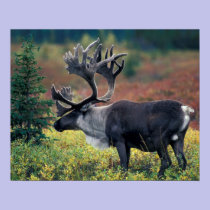 NA, USA, Alaska, Denali NP, Bull caribou 3 posters