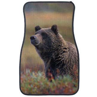 NA, USA, Alaska, Denali NP, Grizzly bear Floor Mat