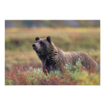 NA, USA, Alaska, Denali NP, Grizzly bear