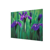 NA, USA, Alaska, Knight Island, Wild iris Gallery Wrapped Canvas