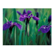 NA, USA, Alaska, Knight Island, Wild iris Post Cards