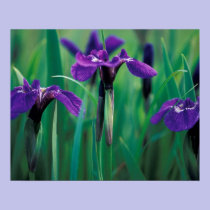 NA, USA, Alaska, Knight Island, Wild iris posters