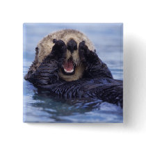 NA, USA, Alaska. Sea otters are the largest Button