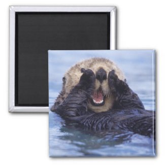 NA, USA, Alaska. Sea otters are the largest Fridge Magnets