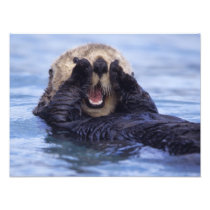 NA, USA, Alaska. Sea otters are the largest