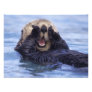 NA, USA, Alaska. Sea otters are the largest