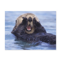 NA, USA, Alaska. Sea otters are the largest Post Card