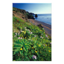 NA, USA, Alaska, Semidi Islands, Wildflowers