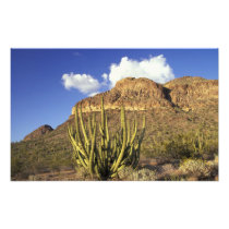 NA, USA, Arizona. Organ Pipe Cactus National 2