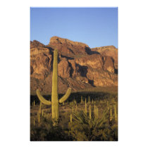 NA, USA, Arizona. Organ Pipe Cactus National