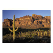 NA, USA, Arizona. Organ Pipe Cactus National