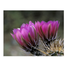 NA, USA, Arizona, Sonoran Desert. Hedgehog Post Card