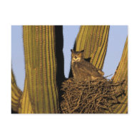 NA, USA, Arizona, Tucson. Great horned owl on Post Card