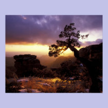 NA, USA, Arizona, Tucson, Sunset and lone posters