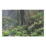 NA, USA, California. Del Norte Coast State Photo Print