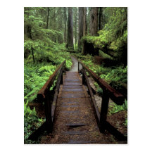NA, USA, California, Jedidiah Smith Redwoods Postcards