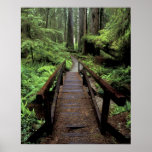 NA, USA, California, Jedidiah Smith Redwoods Posters