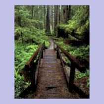 NA, USA, California, Jedidiah Smith Redwoods posters