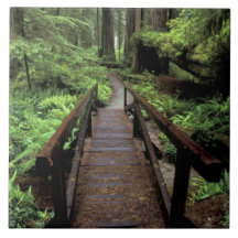 NA, USA, California, Jedidiah Smith Redwoods Tiles