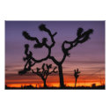 NA, USA, California. Joshua Tree National photoenlargement