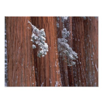 NA, USA, California. Sequoia National Park.