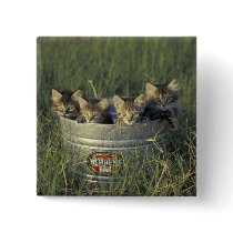 NA, USA, Florida, rural Florida. Eight-week-old Pinback Buttons