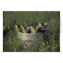 NA, USA, Florida, rural Florida. Eight-week-old Greeting Cards