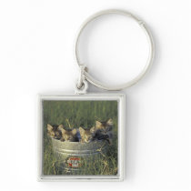 NA, USA, Florida, rural Florida. Eight-week-old Keychain