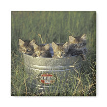 NA, USA, Florida, rural Florida. Eight-week-old Magnets