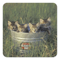 NA, USA, Florida, rural Florida. Eight-week-old Sticker