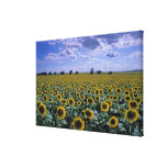 Landscape Canvas