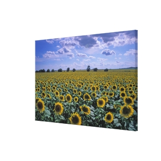 NA, USA, Kansas, Sunflower crop