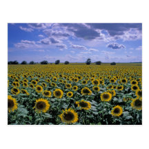 NA, USA, Kansas, Sunflower crop Postcards