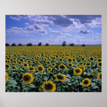 NA, USA, Kansas, Sunflower crop Posters