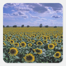 NA, USA, Kansas, Sunflower crop Sticker