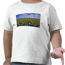 NA, USA, Kansas, Sunflower crop T-shirt