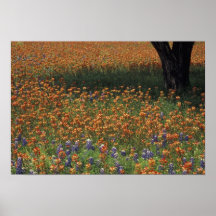 NA, USA, Texas, Hill Country, Paint brush and Posters