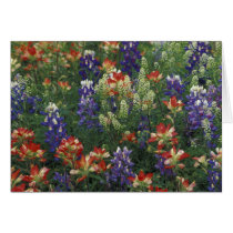 NA, USA, Texas, near Marble Falls, Paint brush Card